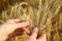 wheat in hands