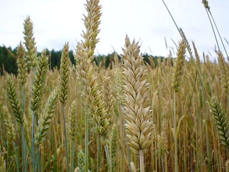 wheat field wheat field