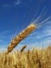 field of barley