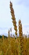 stalks of wheat