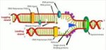 dna strand