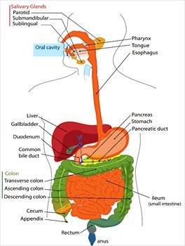celiac disease and small intestine