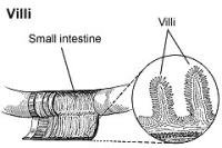 normal intestinal villi